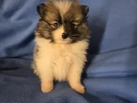 Pomeranian , a male Pomeranian for sale in Buffalo, NY – Photo 1 of 6