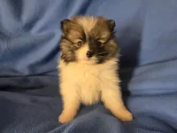 Pomeranian , a male Pomeranian for sale in Buffalo, NY – Photo 4 of 6