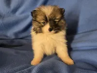 Pomeranian , a male Pomeranian for sale in Buffalo, NY – Photo 6 of 6