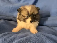 Pomeranian , a male Pomeranian for sale in Buffalo, NY – Photo 3 of 6