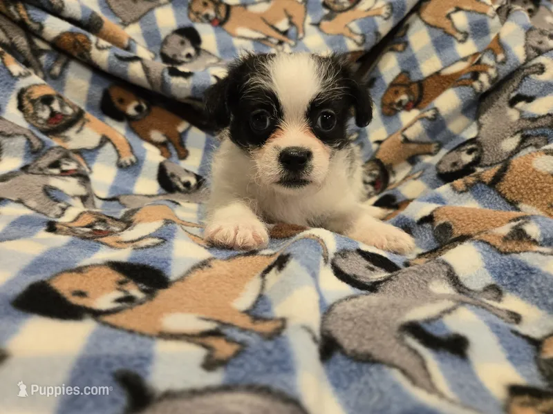 Maltese / Terrier – Maltese puppy for sale in Buffalo, NY