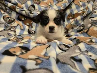 Maltese / Terrier, a male Maltese for sale in Buffalo, NY – 1 of 4