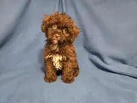 Shihpoo, a male Shihpoo for sale in Buffalo, NY – 2 of 4