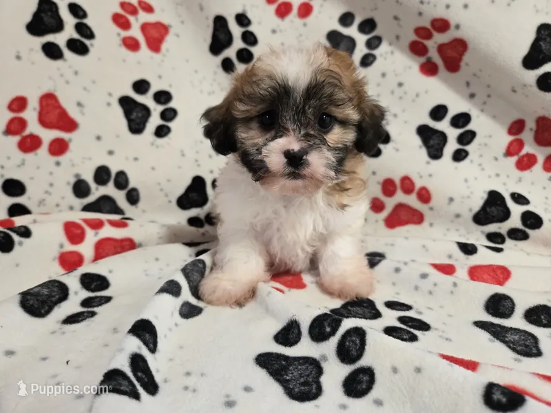 Bichon /Shih tzu  – Bichon Frise, Shih Tzu puppy for sale in Buffalo, NY