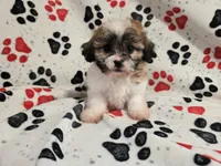 Bichon /Shih tzu , a male Bichon Frise and Shih Tzu for sale in Buffalo, NY – 1 of 4