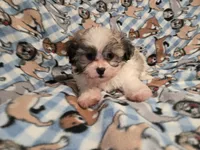 Bichon /Shih tzu , a male Bichon Frise and Shih Tzu for sale in Buffalo, NY – 3 of 3
