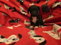 Chihuahua /Maltese, a male Chihuahua and Maltese for sale in Buffalo, NY – 3 of 5