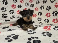 Yorkie Terrier, a male Yorkshire Terrier for sale in Buffalo, NY – 2 of 5