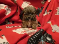 Shorkie , a male Shih Tzu and Yorkshire Terrier for sale in Buffalo, NY – 2 of 4