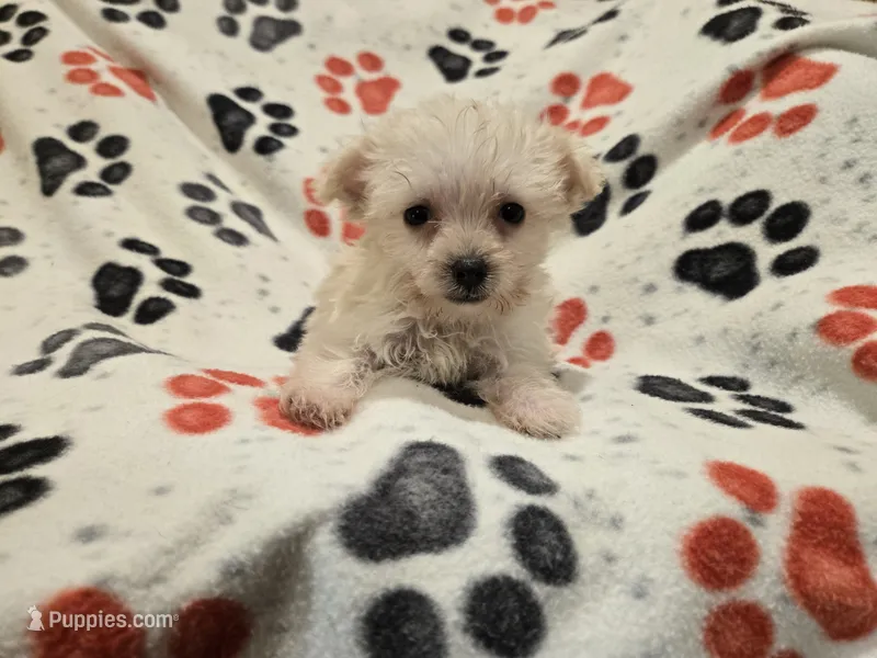 Yorkiepoo /Maltese – Yorkipoo, Maltese puppy for sale in Buffalo, NY