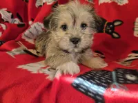 Shorkie, a male Shih Tzu and Yorkshire Terrier for sale in Buffalo, NY – Photo 2 of 6