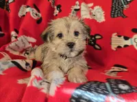 Shorkie, a male Shih Tzu and Yorkshire Terrier for sale in Buffalo, NY – Photo 4 of 6