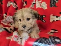 Shorkie, a male Shih Tzu and Yorkshire Terrier for sale in Buffalo, NY – Photo 3 of 6