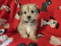 Shorkie, a male Shih Tzu and Yorkshire Terrier for sale in Buffalo, NY – Photo 5 of 6
