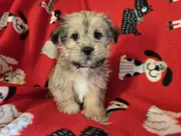 Shorkie, a male Shih Tzu and Yorkshire Terrier for sale in Buffalo, NY – Photo 6 of 6