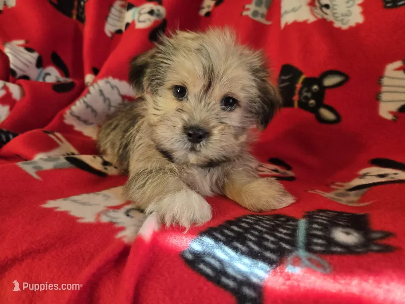 Shorkie – Shih Tzu, Yorkshire Terrier puppy for sale in Buffalo, NY