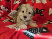 Shorkie, a male Shih Tzu and Yorkshire Terrier for sale in Buffalo, NY – Photo 1 of 6