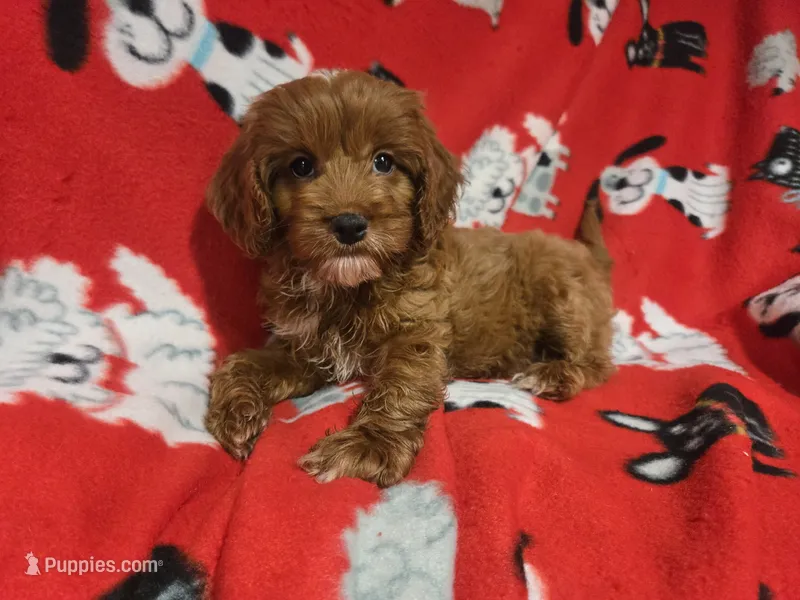 Cavapoo – Cavapoo puppy for sale in Buffalo, NY