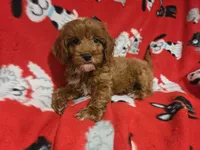 Cavapoo, a male Cavapoo for sale in Buffalo, NY – 1 of 5