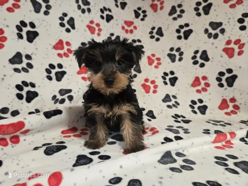 Yorkie Terrier – Yorkshire Terrier puppy for sale in Buffalo, NY