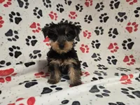 Yorkie Terrier, a male Yorkshire Terrier for sale in Buffalo, NY – 1 of 5