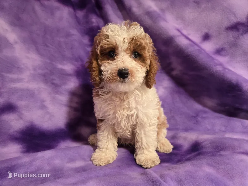Cockapoo – Cockapoo puppy for sale in Buffalo, NY