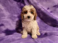 Cockapoo, a female Cockapoo for sale in Buffalo, NY – 1 of 5