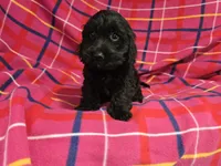Cockapoo, a female Cockapoo for sale in Buffalo, NY – 2 of 6