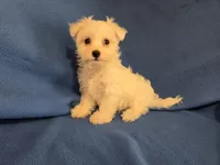 Maltese , a male Maltese for sale in Buffalo, NY – 3 of 4