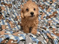 Yorkie poo, a male Yorkipoo for sale in Buffalo, NY – 3 of 5