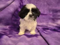 Shihtzu, a female Shih Tzu for sale in Buffalo, NY – 1 of 4