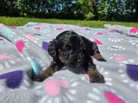 Cockapoo, a female Cockapoo for sale in Buffalo, NY – 4 of 5
