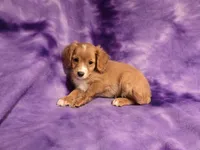 Cavapoo, a female Cavapoo for sale in Buffalo, NY – 3 of 6