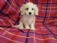 Cavachon, a female Cavachon for sale in Buffalo, NY – 3 of 4