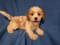 Cavapoo, a female Cavapoo for sale in Buffalo, NY – 3 of 5