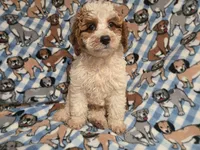 Cockapoo, a male Cockapoo for sale in Buffalo, NY – 3 of 4
