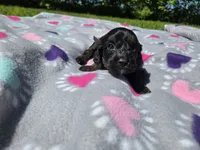 Cockapoo, a female Cockapoo for sale in Buffalo, NY – 5 of 5