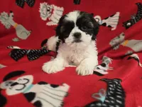 Shihtzu/Maltese mix, a male Maltese and Shih Tzu for sale in Buffalo, NY – 2 of 5