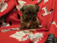 Shorkie , a male Shih Tzu and Yorkshire Terrier for sale in Buffalo, NY – 3 of 4