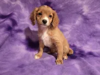 Cavapoo, a female Cavapoo for sale in Buffalo, NY – 2 of 6