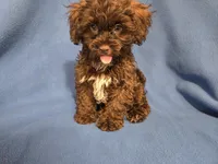 Shihpoo, a male Shihpoo for sale in Buffalo, NY – 4 of 4