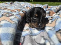 Mini Dachshund, a male Miniature Dachshund for sale in Buffalo, NY – 2 of 5