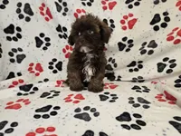 Shihpoo , a male Shihpoo for sale in Buffalo, NY – 3 of 5