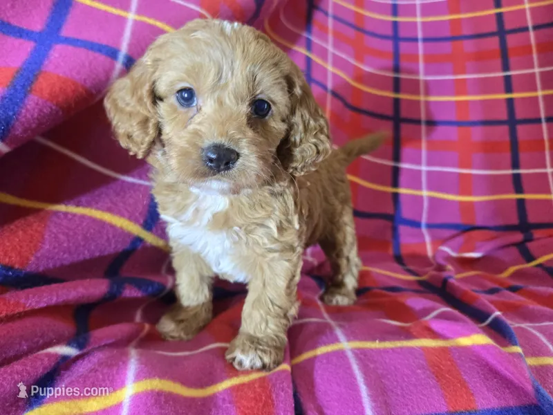 Cockapoo – Cockapoo puppy for sale in Buffalo, NY