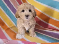 Shihpoo, a female Shihpoo for sale in Buffalo, NY – Photo 2 of 5