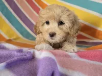 Shihpoo, a female Shihpoo for sale in Buffalo, NY – Photo 1 of 5
