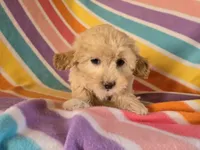 Shihpoo, a female Shihpoo for sale in Buffalo, NY – Photo 4 of 5