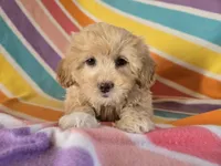 Shihpoo, a female Shihpoo for sale in Buffalo, NY – Photo 3 of 5