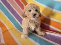 Shihpoo, a female Shihpoo for sale in Buffalo, NY – Photo 5 of 5