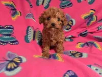 Cavapoo, a female Cavapoo and Poodle - Miniature  for sale in Buffalo, NY – 3 of 4